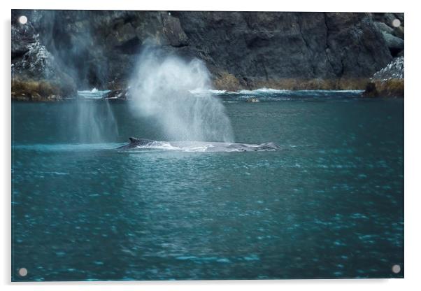 Humpback Whales Spouting Acrylic by Belinda Greb