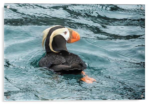 Tufted Puffin Acrylic by Belinda Greb