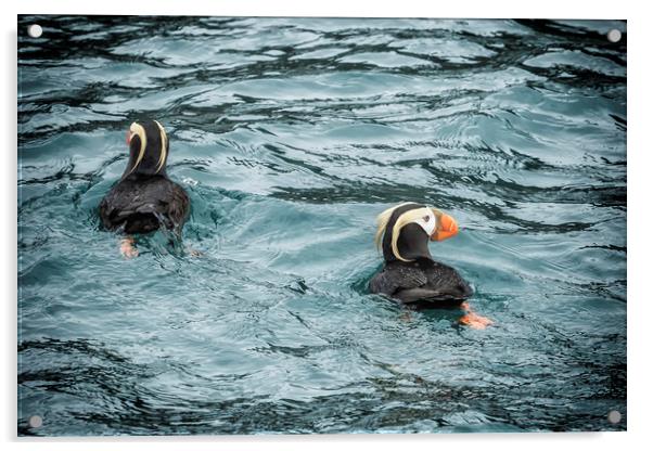 Tufted Puffin Pair Acrylic by Belinda Greb