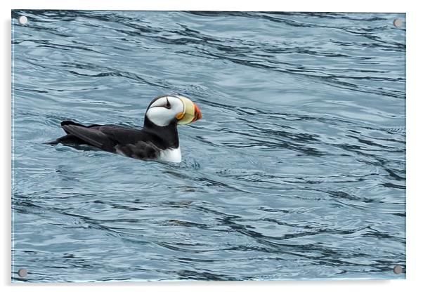 Horned Puffin, No. 1 Acrylic by Belinda Greb