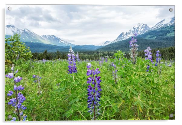 Lupin and the Beauty of Alaska Acrylic by Belinda Greb