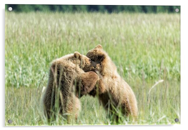Brown Bear Cubs - Wrestling Match Acrylic by Belinda Greb