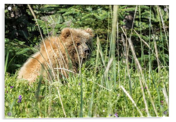 Bear Cub with Wet Face Acrylic by Belinda Greb