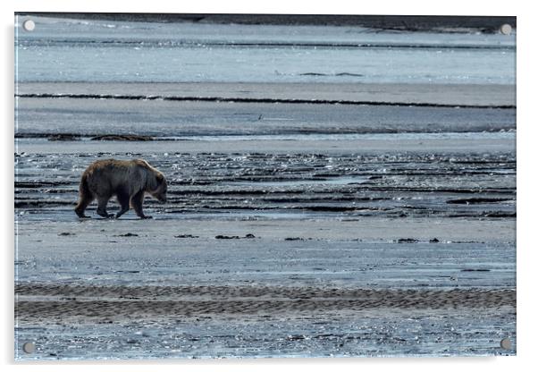 Brown Bear Looking For Clams Acrylic by Belinda Greb