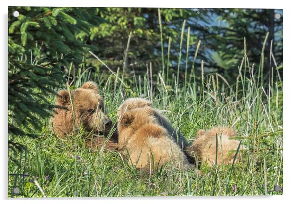 Triplet Bear Cubs Nursing, No. 1 Acrylic by Belinda Greb