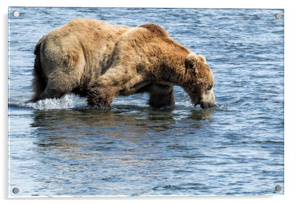Brown Bear Going for a Dip Acrylic by Belinda Greb