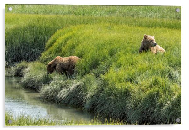 Two Brown Bear Cubs in a Meadow of Variegated Gree Acrylic by Belinda Greb
