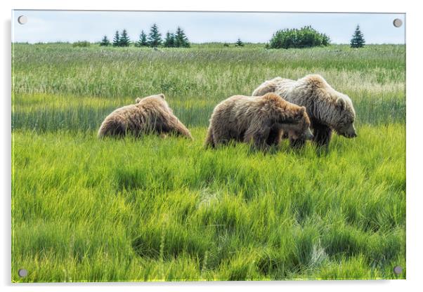 A Mother and Her Two Cubs, No. 2 Acrylic by Belinda Greb
