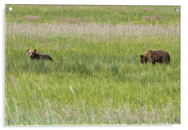 Young Brown Bear Cubs Acrylic by Belinda Greb
