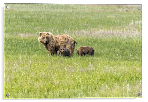 Mother Brown Bear With Her Two Cubs, No. 1 Acrylic by Belinda Greb