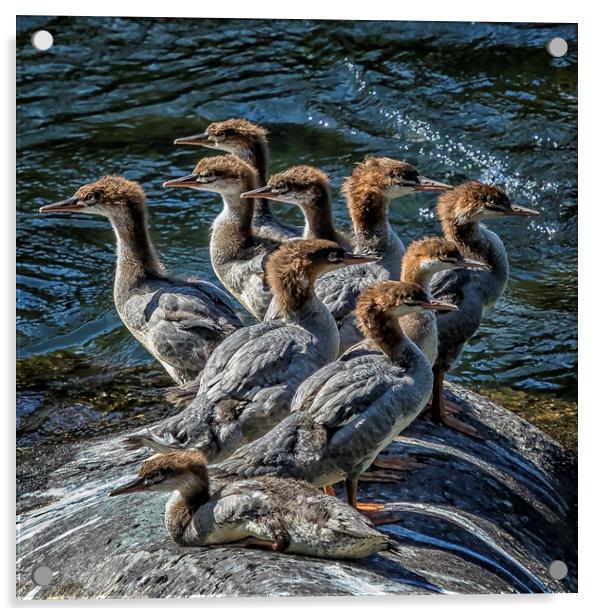 A Bouquet of Mergansers Acrylic by Belinda Greb