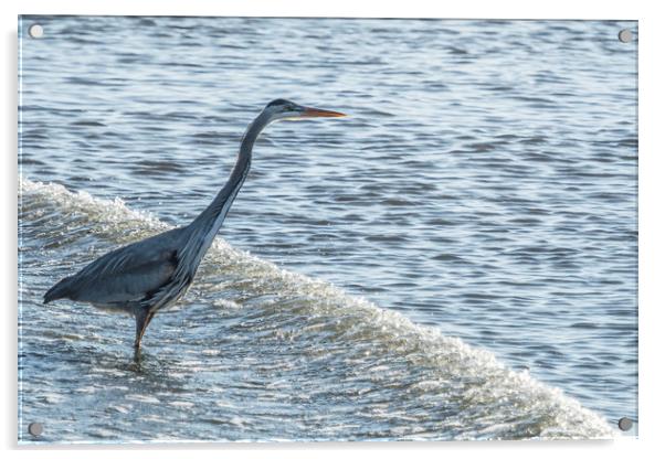 Great Blue Heron and Wave Acrylic by Belinda Greb
