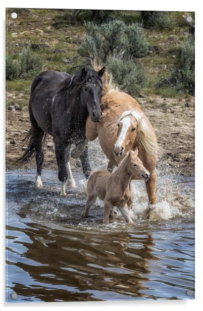 Fending Off Another Mustang to Protect Her Foal Acrylic by Belinda Greb