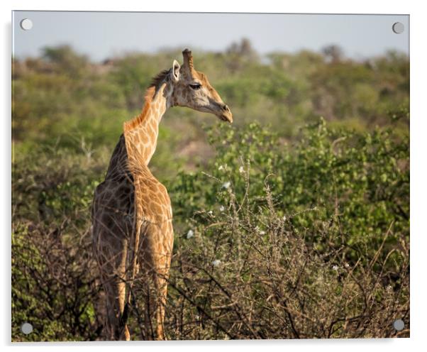 Young Giraffe at Damaraland, Namibia Acrylic by Belinda Greb