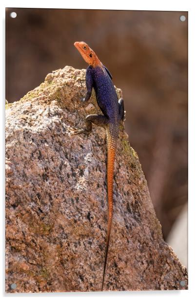 Male Namib Rock Agama Lizard Acrylic by Belinda Greb
