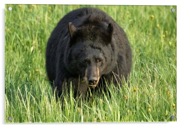 Black Bear Eating Grass in Yellowstone National Park Acrylic by Belinda Greb