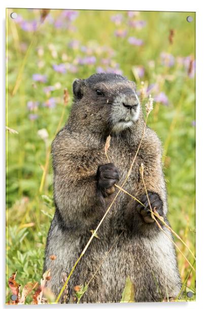 Hoary Marmot Pulling a Stalk Acrylic by Belinda Greb