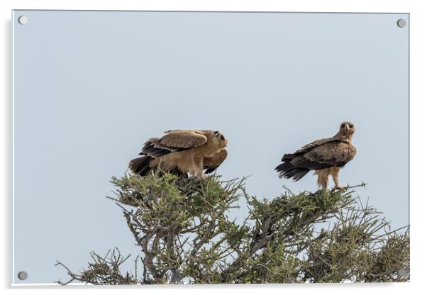 Two Tawny Eagles in a Tree, No. 2 Acrylic by Belinda Greb