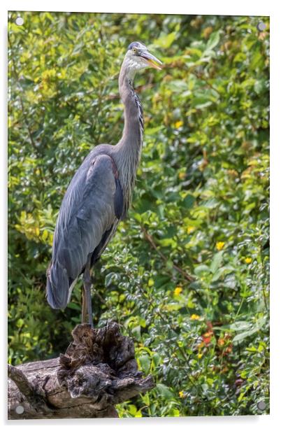 Large Great Blue Heron with a Full Craw, No. 2 Acrylic by Belinda Greb