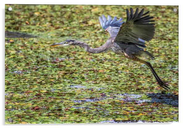 Great Blue Heron Taking Flight Over a Lily Pond Acrylic by Belinda Greb