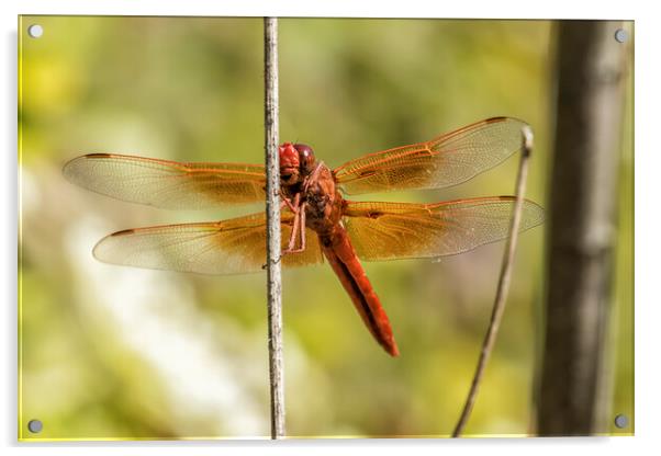 Red Dragonfly Smiling for the Camera Acrylic by Belinda Greb