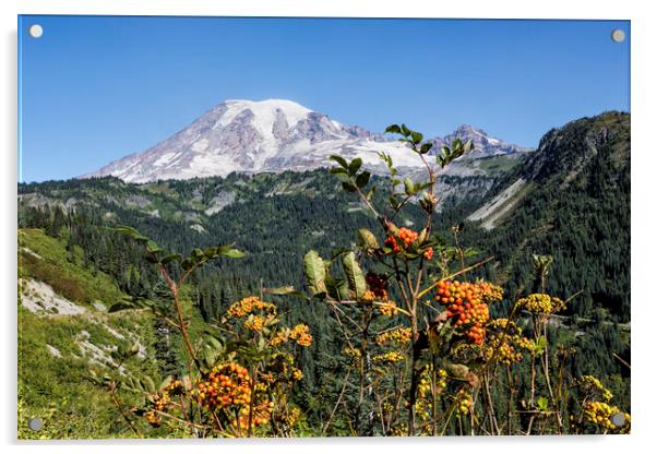 Mount Rainier with Mountain Ash Berries in the Foreground Acrylic by Belinda Greb