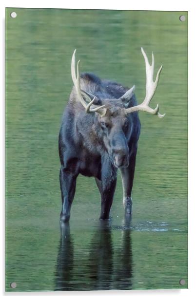 Bull Moose Checking Out The People, No. 2 Acrylic by Belinda Greb