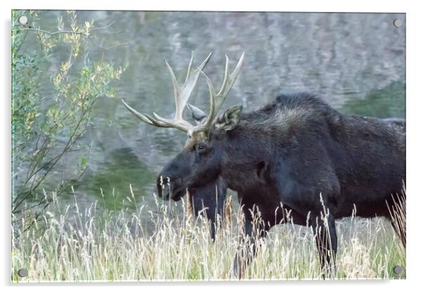 Bull Moose Walking Alongside Maroon Lake, No. 1 Acrylic by Belinda Greb