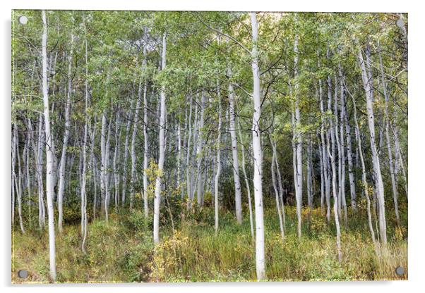 Aspens Along the Road to Maroon Bells, No. 2 Acrylic by Belinda Greb