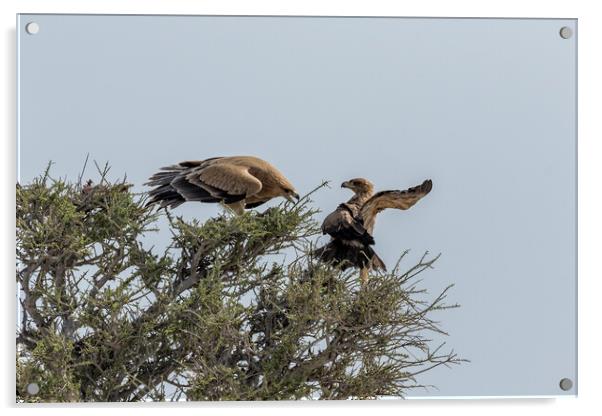 Two Tawny Eagles in a Tree, No. 3 Acrylic by Belinda Greb