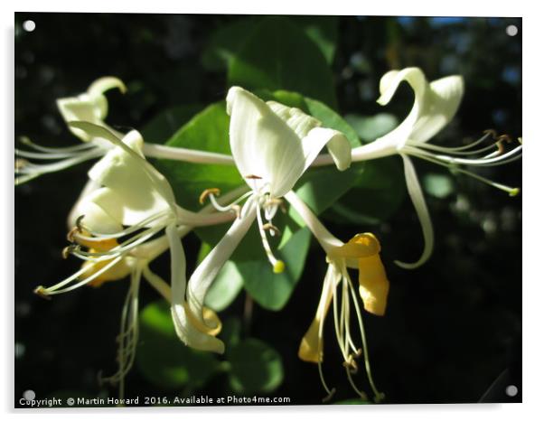 Wild Honeysuckle Acrylic by Martin Howard