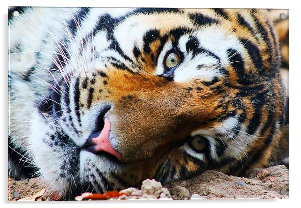 Siberian Tiger Acrylic by Richard Cruttwell