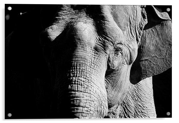 Indian Elephant Acrylic by Richard Cruttwell