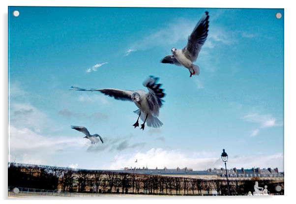 Seagulls in Paris Acrylic by Richard Cruttwell