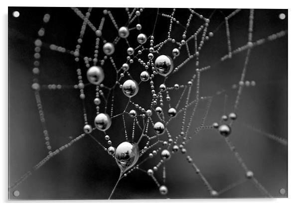 Spiders Web Acrylic by Richard Cruttwell