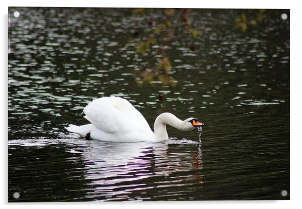 Swan in Kew Gardens Acrylic by Richard Cruttwell
