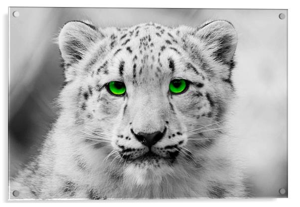 Snow Leopard Cub Acrylic by Richard Cruttwell