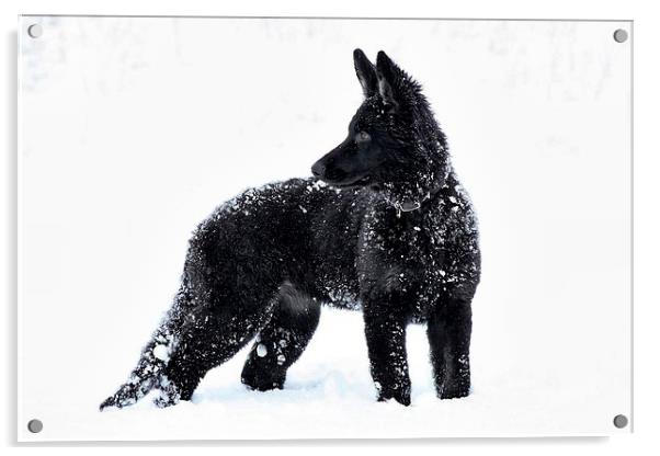 First Snowfall Acrylic by Richard Cruttwell