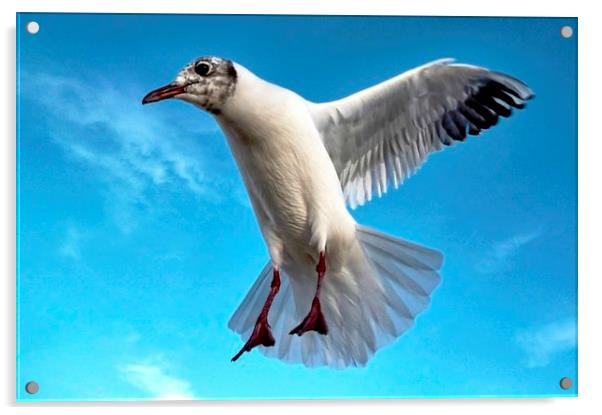 Seagull in Flight Acrylic by Richard Cruttwell