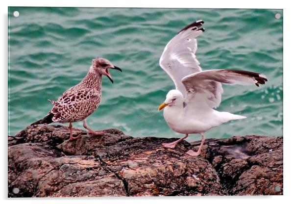 Young and Mature Seagulls Acrylic by Richard Cruttwell