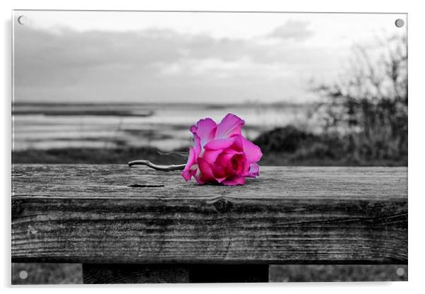 Pink Rose Acrylic by Richard Cruttwell