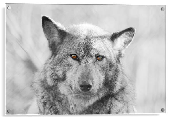 European Wolf Acrylic by Richard Cruttwell