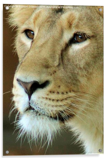  Lioness Acrylic by Richard Cruttwell