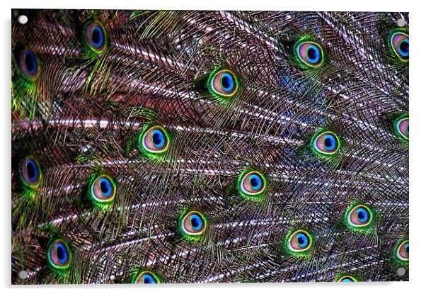 Peacock Feathers Acrylic by Scott Anderson