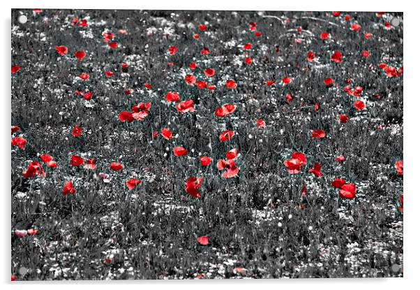 Poppy Field Acrylic by Scott Anderson