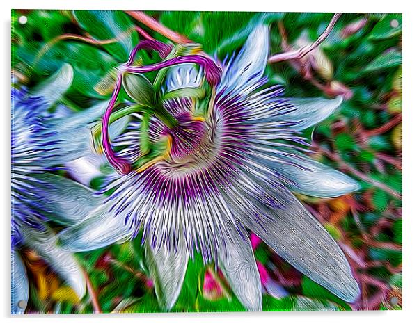 Passion Flower Acrylic by Scott Anderson
