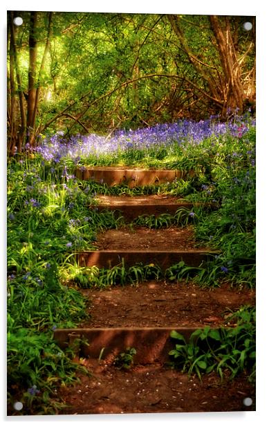 Bluebell Woods in Spring Sunshine Acrylic by Scott Anderson