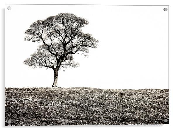 Lone Tree Acrylic by Scott Anderson