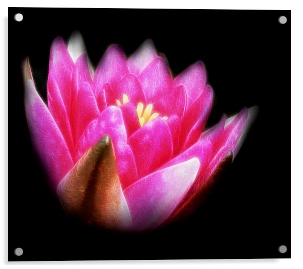  Pink Water Lily Acrylic by Scott Anderson