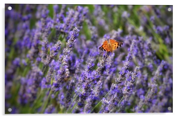 Butterfly and Lavender Acrylic by Scott Anderson